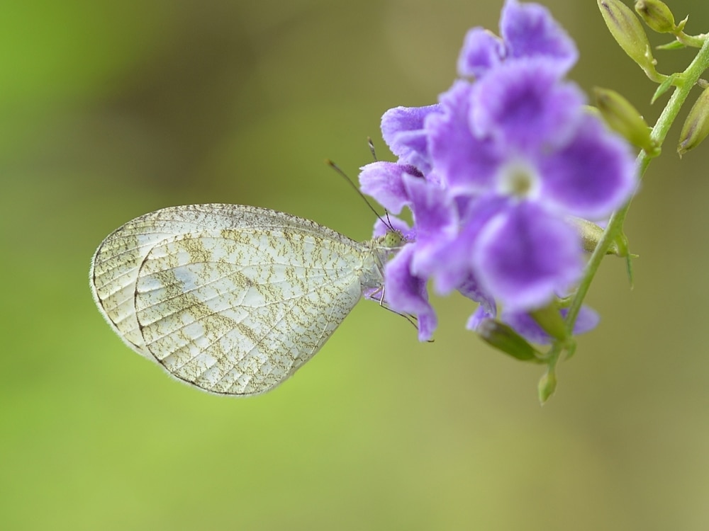 Close up of Psyche (Leptosia nina) butterfly perching on flower in nature