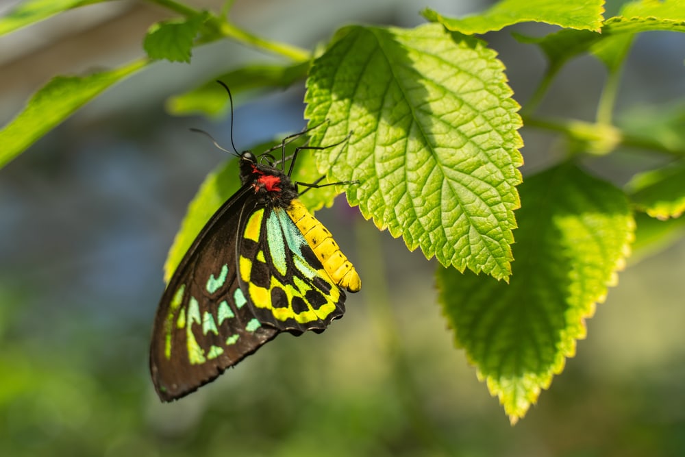 the largest butterfly, Queen Alexandra's Birdwing on a leaf