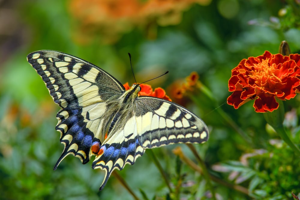 a swallowtail butterfly on a marigold flower