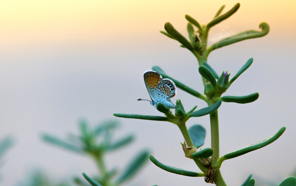the smallest butterfly, Western pygmy blue sitting on top of a leaf 