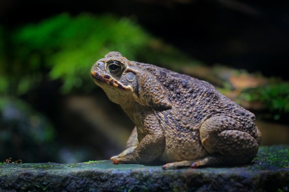 image of a cane toad living in Florida on a rainforest setting