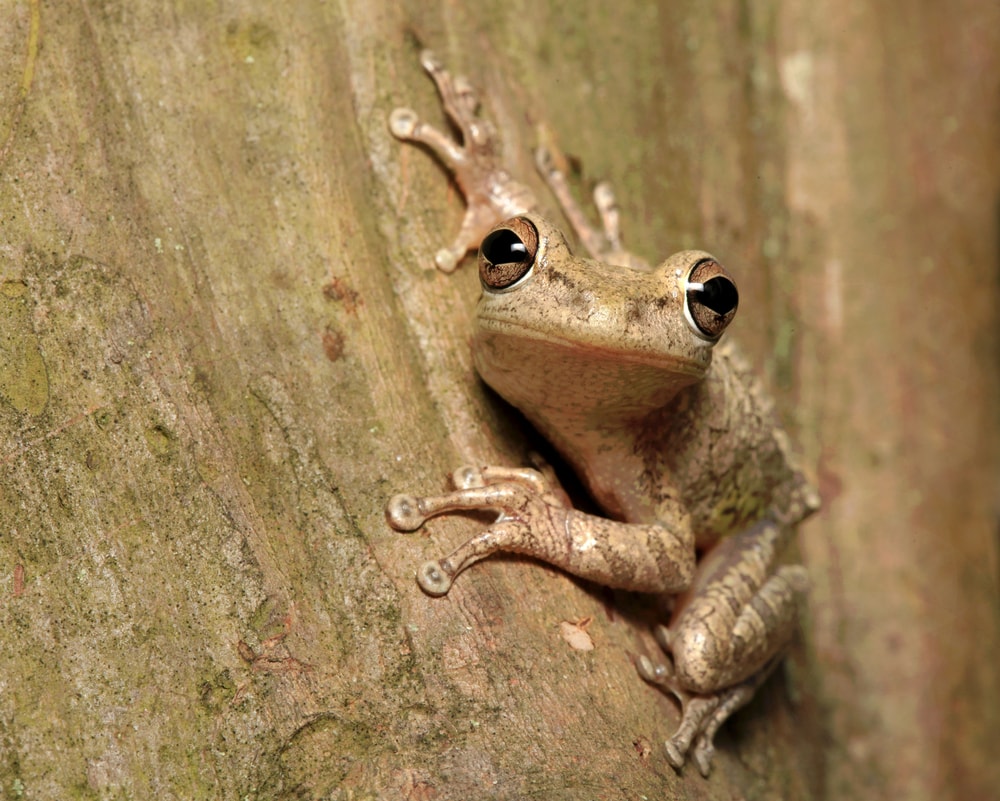 image of a Cuban tree frog hanging on a tree trunk