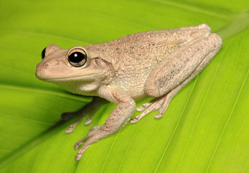 a Cuban tree frog that lives along the coast of Florida sitting on top of a leaf
