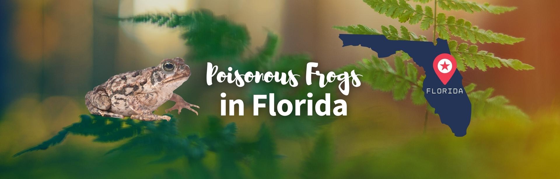 Toxic Amphibians — All About Poisonous Frogs in Florida