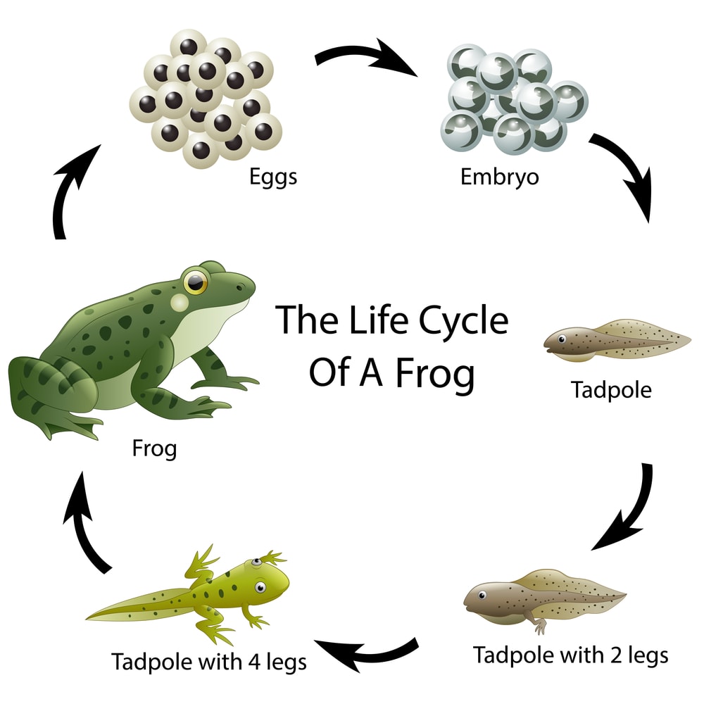 illustration of a life cycle of a frog