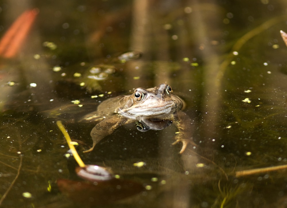 a male frog on the lake coming out from its hibernation 