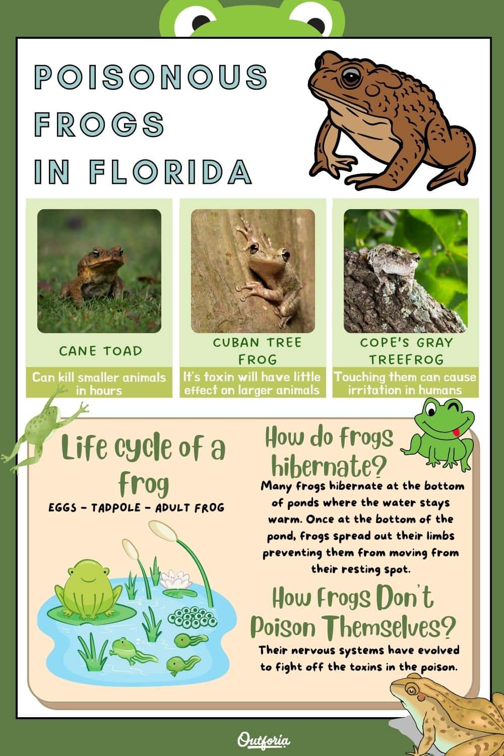 poisonous frogs in Florida chart with frog life cycle and facts