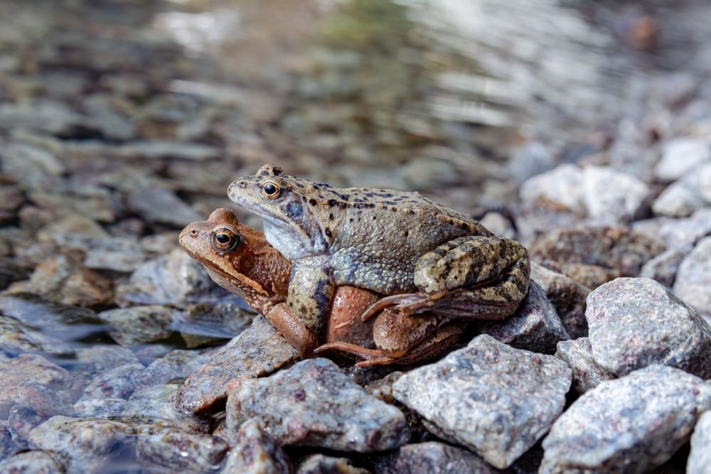 frogs mating on a rocky lakeshore