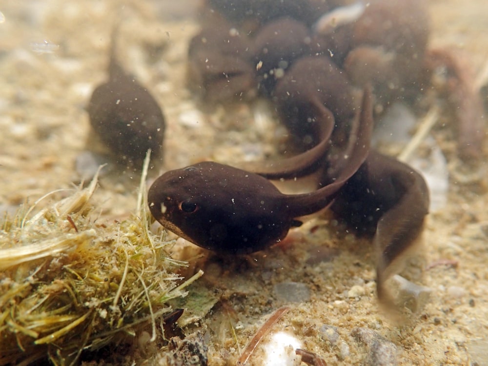 underwater shot of tadpoles