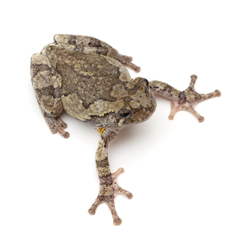image of a Cope's gray treefrog native to Florida on a white background