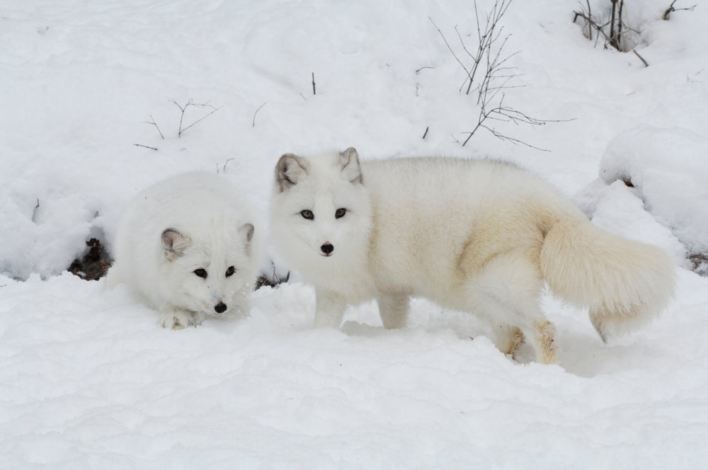 Two arctic fox looking back