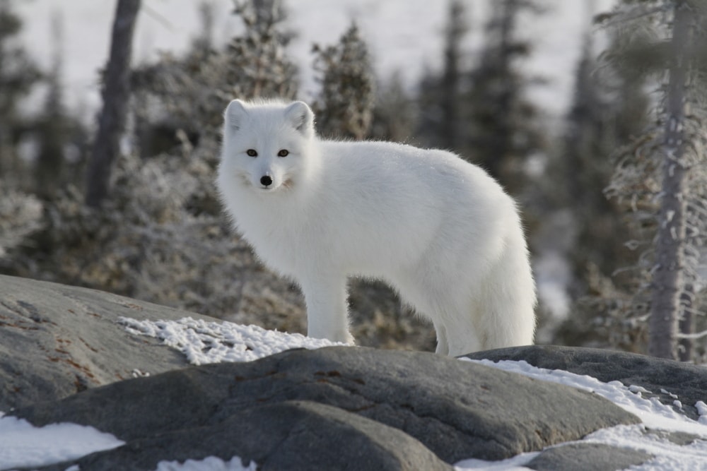 Arctic fox standing on a stone