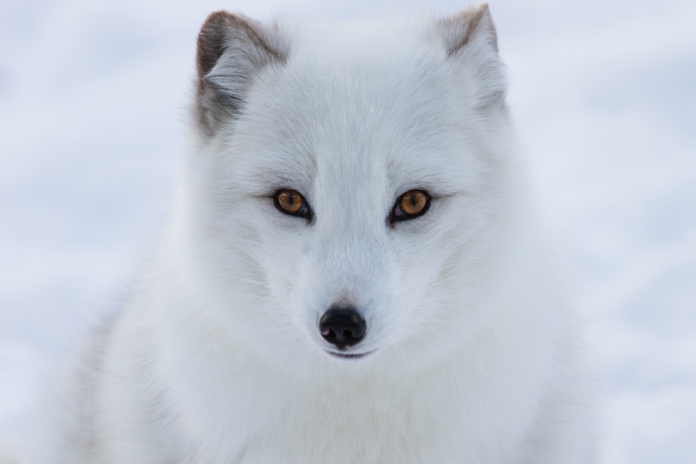 Close up photo of an Arctic fox