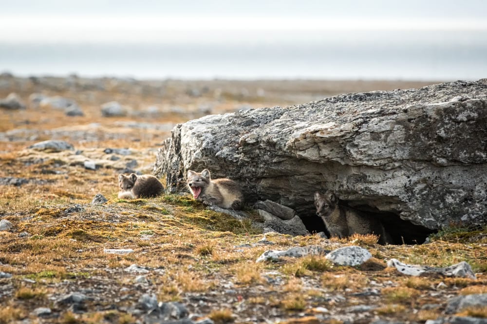 Arctic fox cubs hiding under a rock