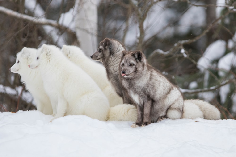 Group of Arctic fox sitting on a snow