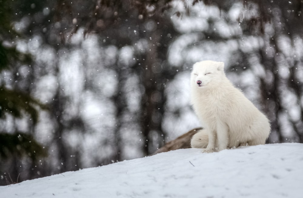 Arctic fox closing its eyes while snow's falling