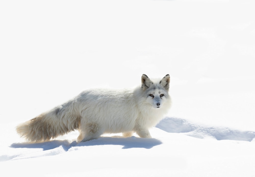 Arctic fox walking through the snow