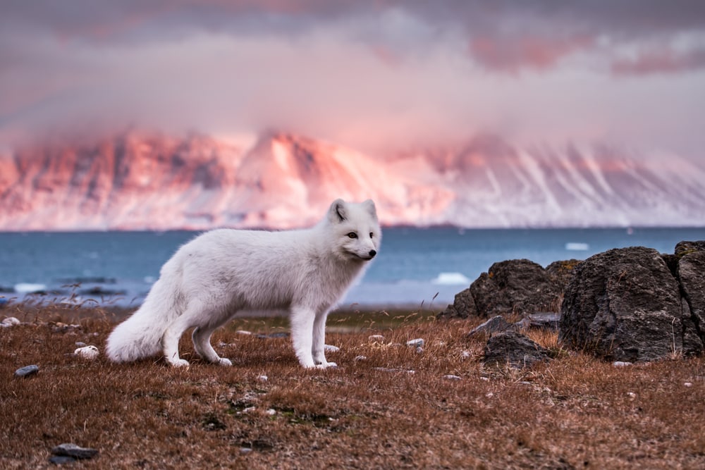 Arctic fox standing on dry grass