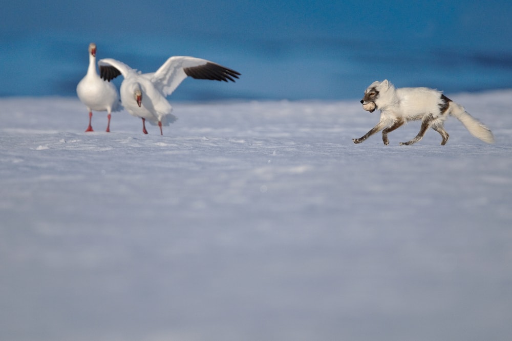 Arctic fox running towards two birds to eat