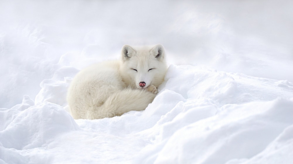 Arctic fox sleeping on snow
