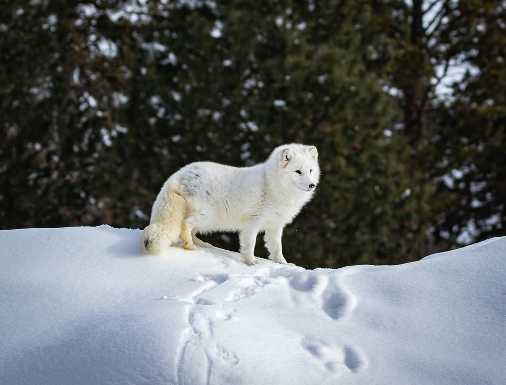 Arctic fox leaving trails on snow
