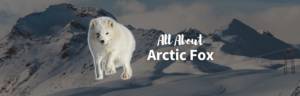 Arctic fox featured image