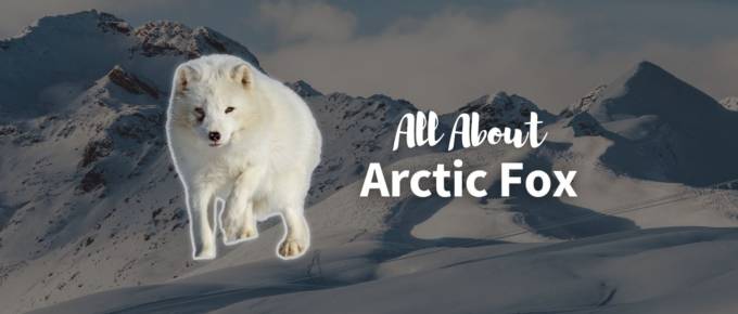Arctic fox featured image