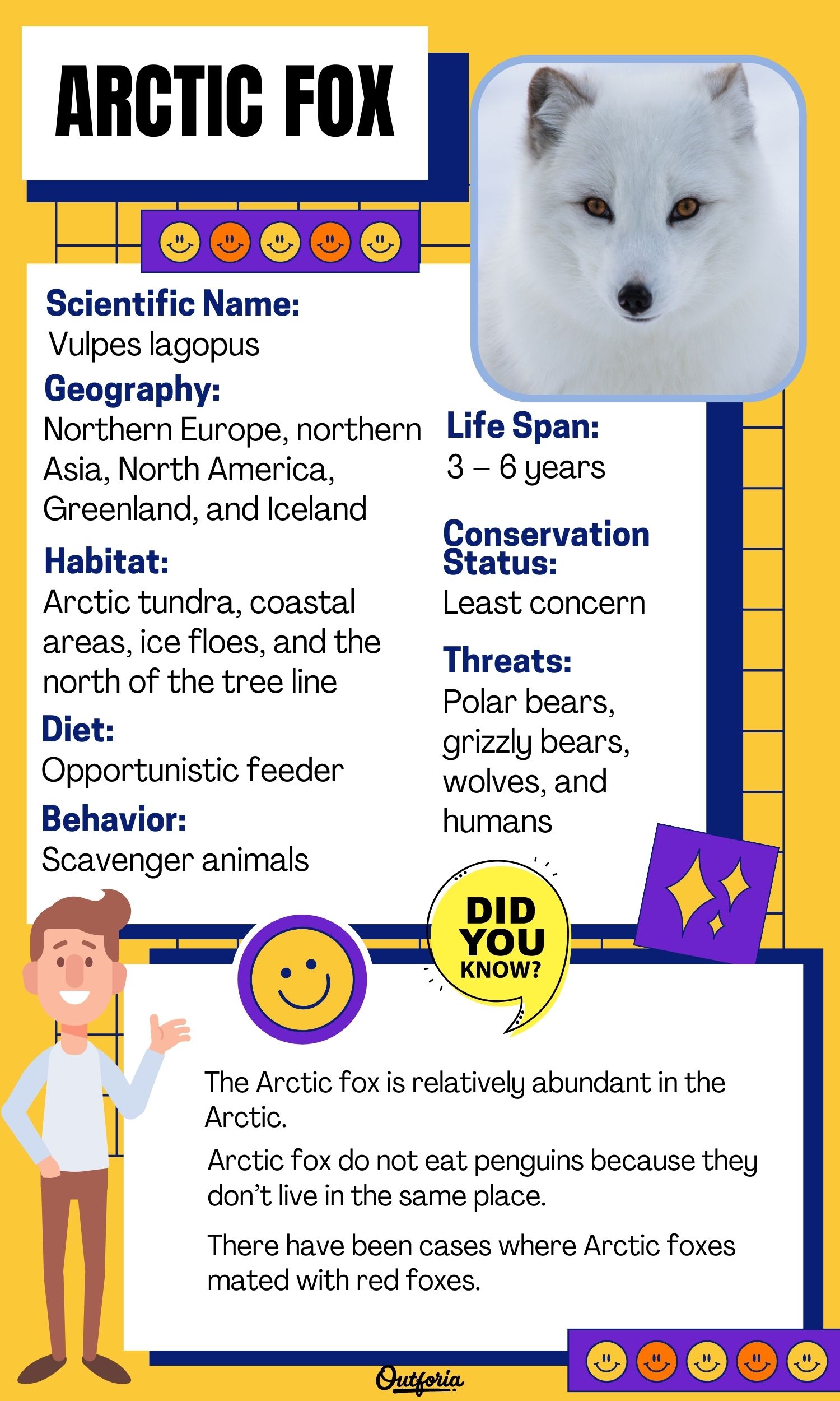 Chart of the Arctic fox specie with photo, facts, classification and more
