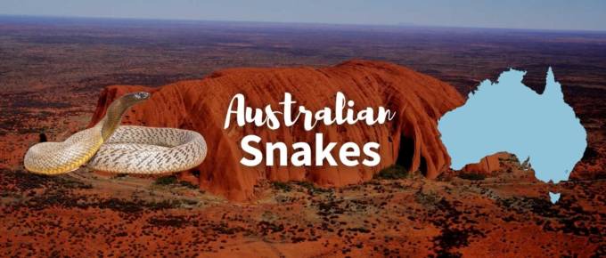 Australian Snakes featured image