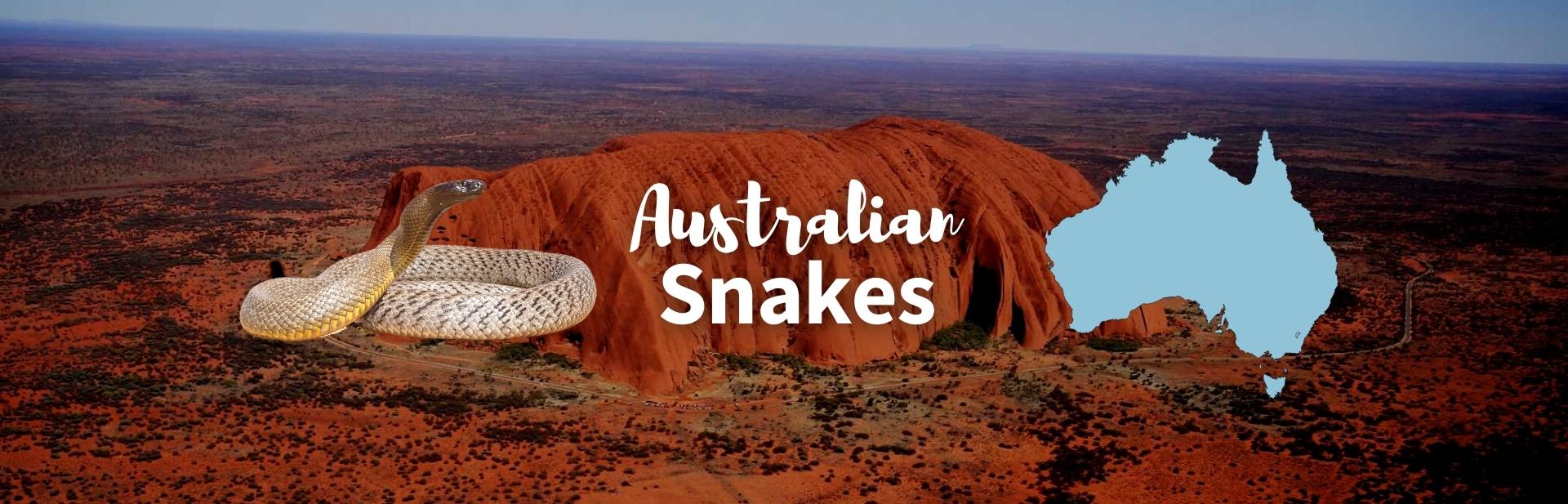 10 Most Venomous Australian Snakes in the World