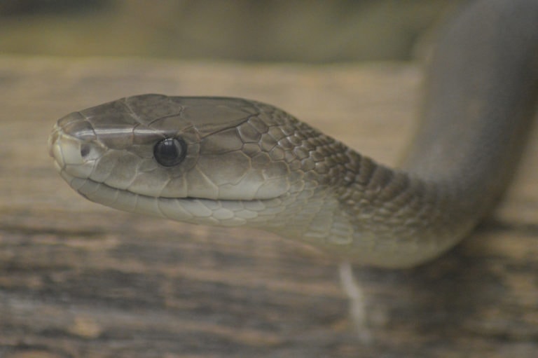 Black Mamba Africas Most Dynamic And Dangerous Snake