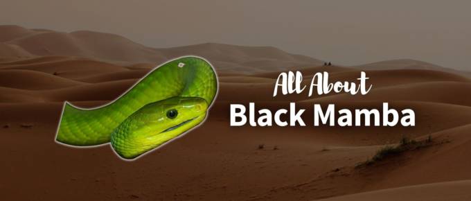 Black mamba featured image
