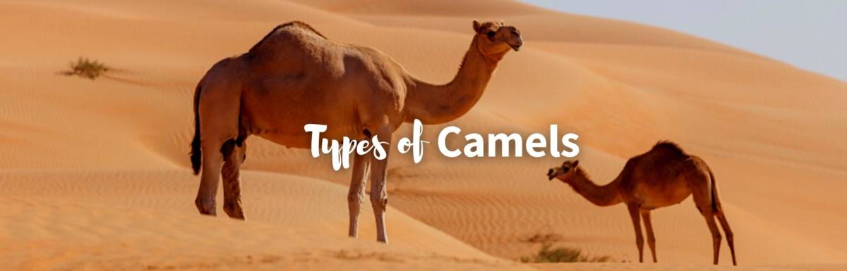 types of camels featured photo