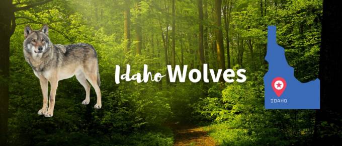 Idaho wolves featured image