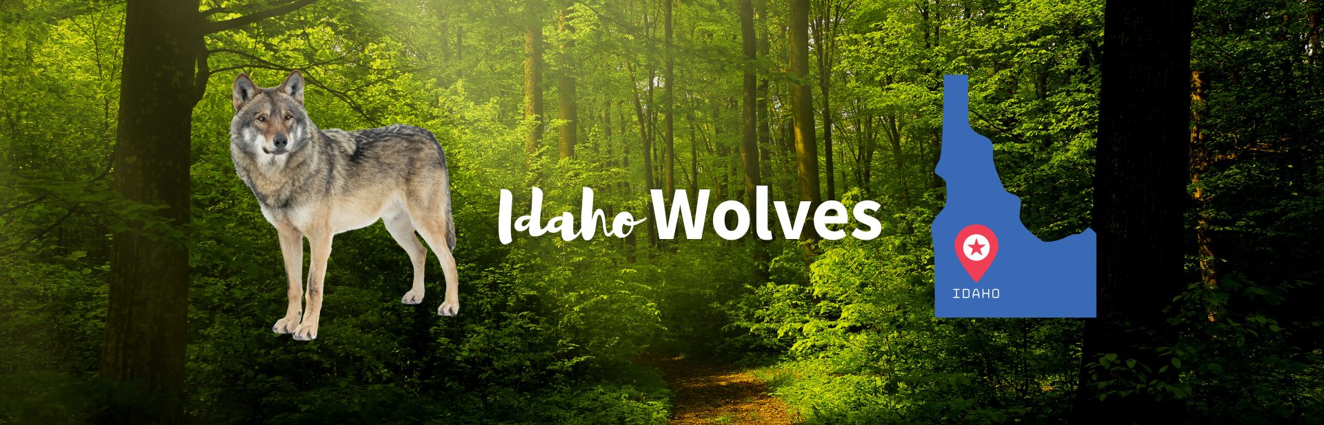 Idaho Wolves: The Challenges and Triumphs of Wildlife Conservation