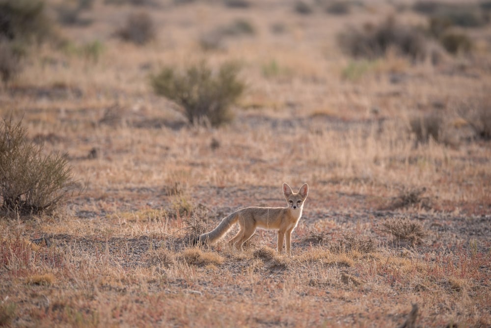 Little kit fox in the middle of the desert
