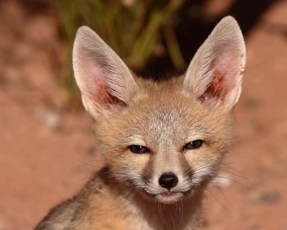 Close-up photo of kit fox