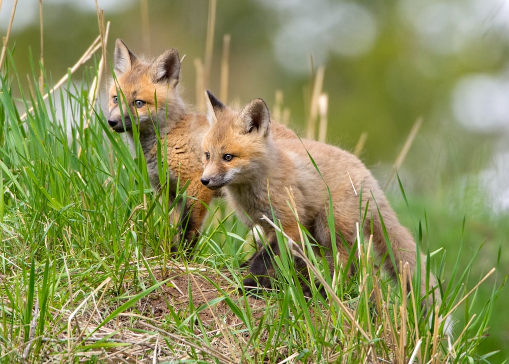 Two kit fox climbing up the grass