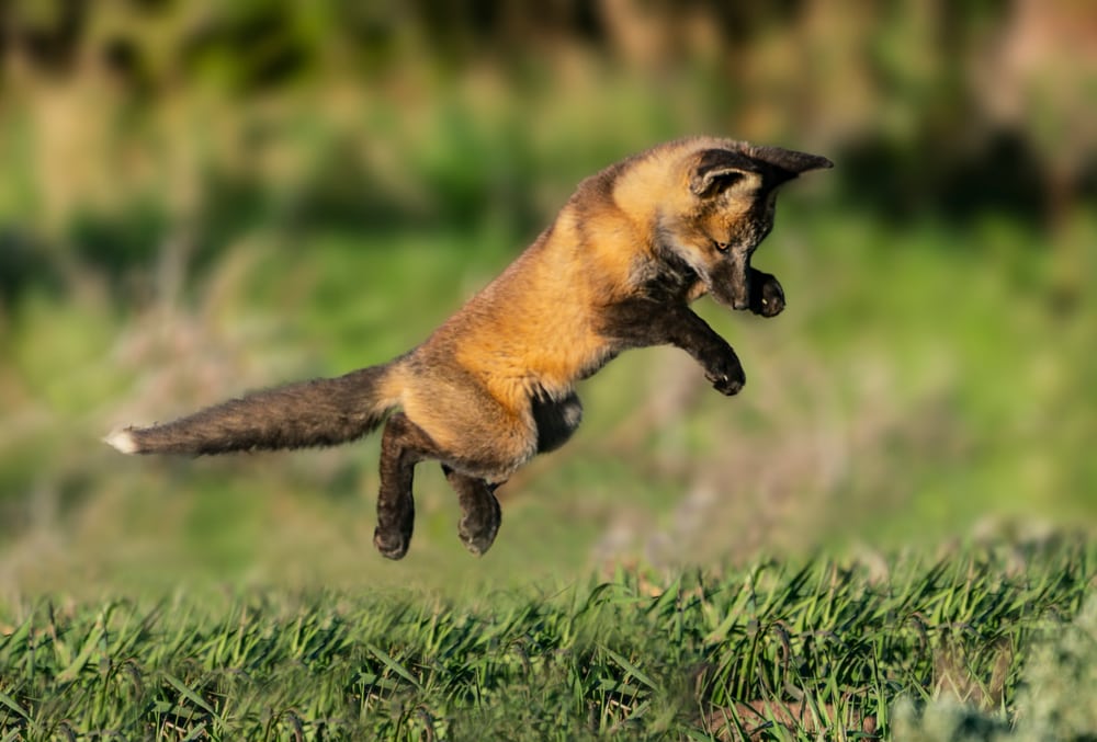 Kit fox jumping off the grass
