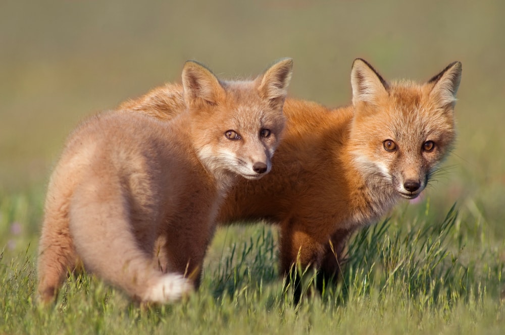 Two kit foxes looking back at the camera