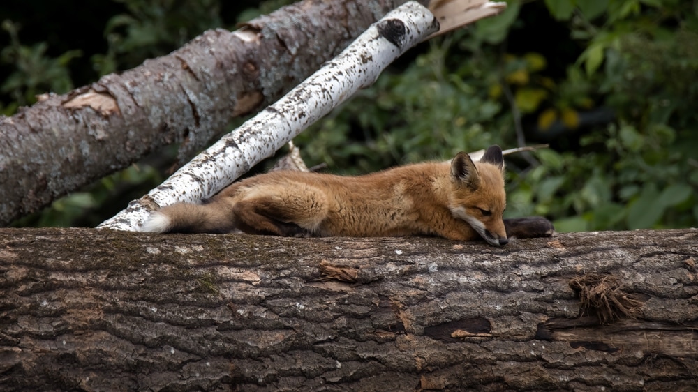 Young kit fox laying on a log
