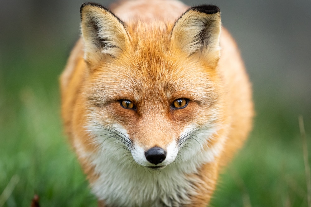 Kit fox staring straight to the camera