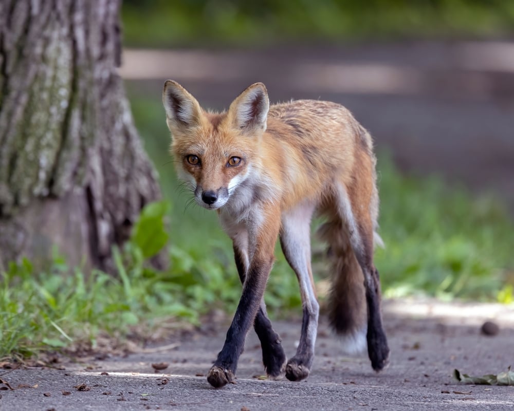 Kit fox walking on the street