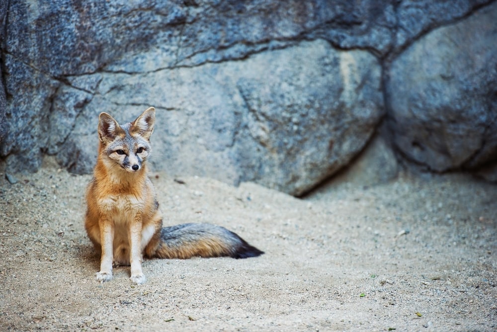 Kit fox with stones on its back