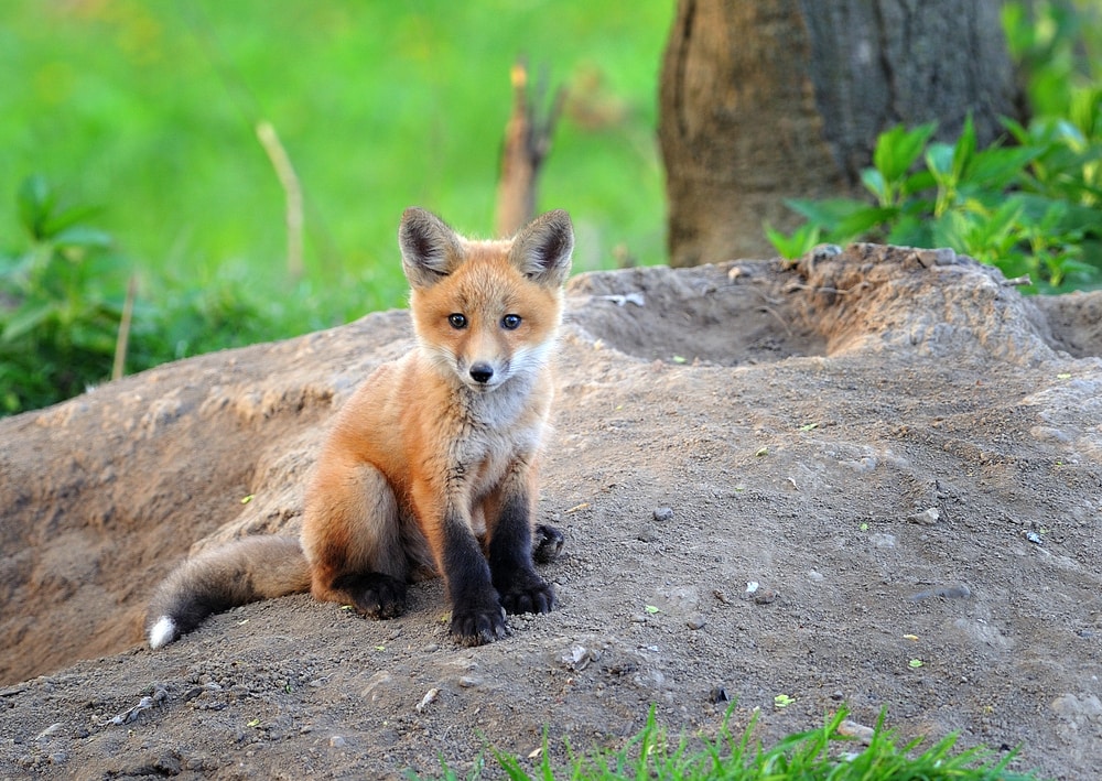 Kit fox standing on a stone