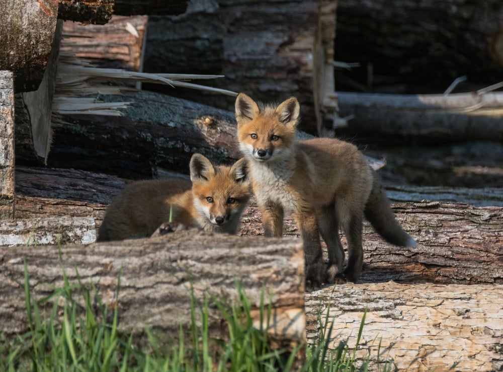 Two baby kit fox looking for the camera