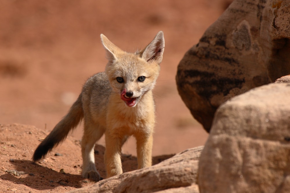 Kit fox licking its nose