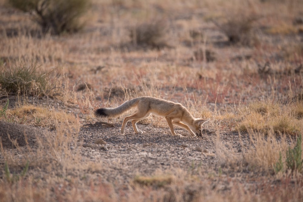 Kit fox sniffing on the ground