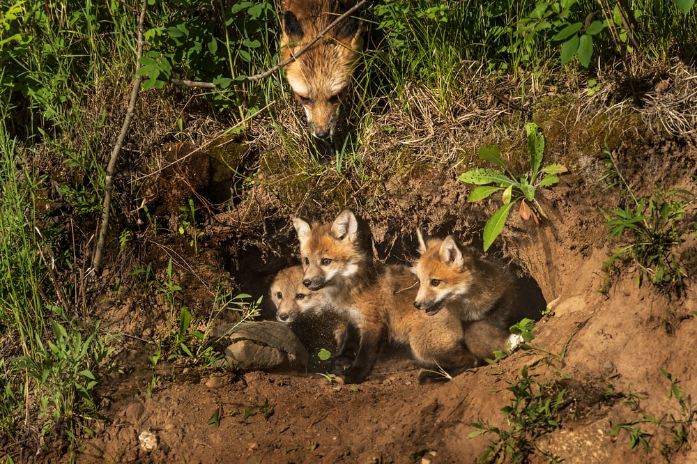 Three kit fox pups hiding under the ground