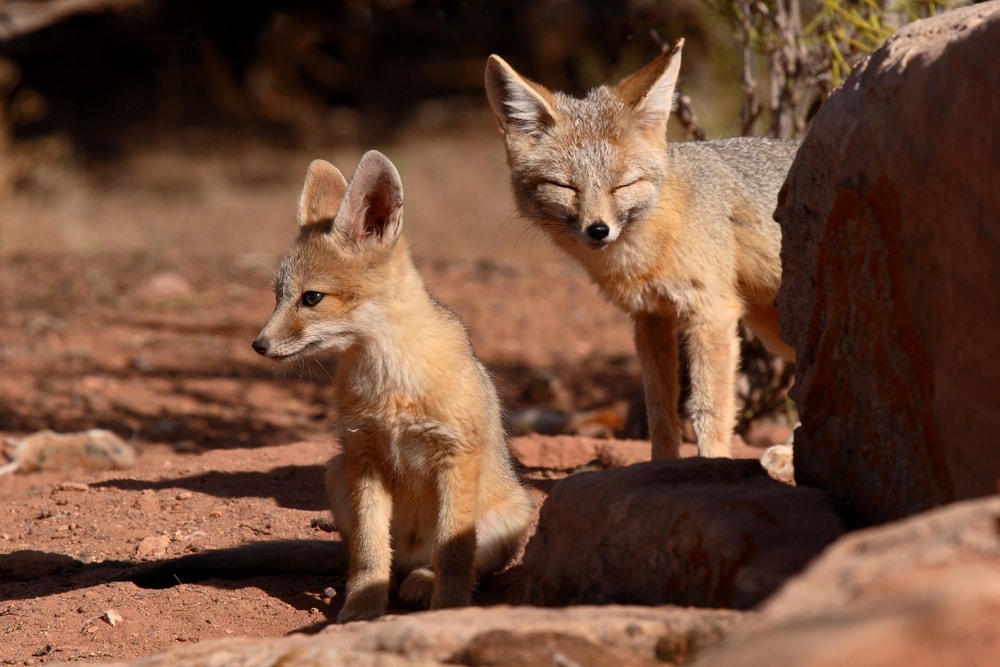 Two kit fox with one eyes close and the other standing